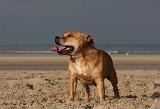 STAFFIE 356